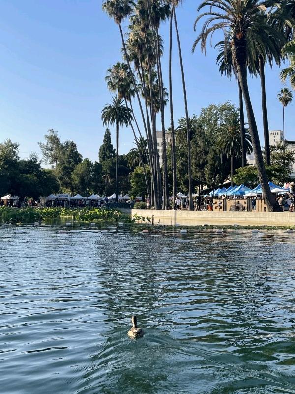 “洛杉矶速来!!天鹅船划进油画里的夏天🦢💫” 图 4