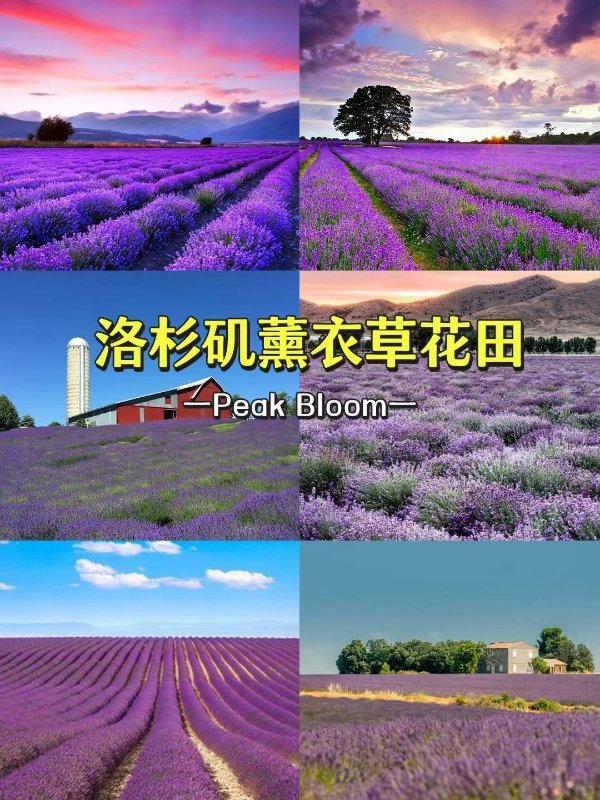 洛杉矶6-8月必去的薰衣草花田Peak Bloom⚘ 图 2