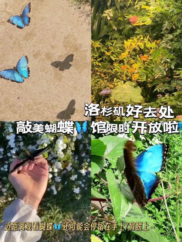洛杉矶好去处|敲美蝴蝶🦋馆限时开放啦! 图 2