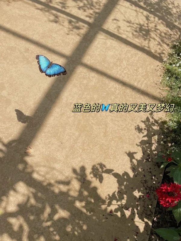 洛杉矶好去处|敲美蝴蝶🦋馆限时开放啦! 图 3