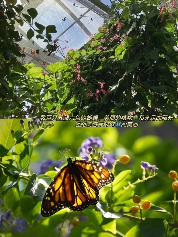 洛杉矶好去处|敲美蝴蝶🦋馆限时开放啦! 图 4