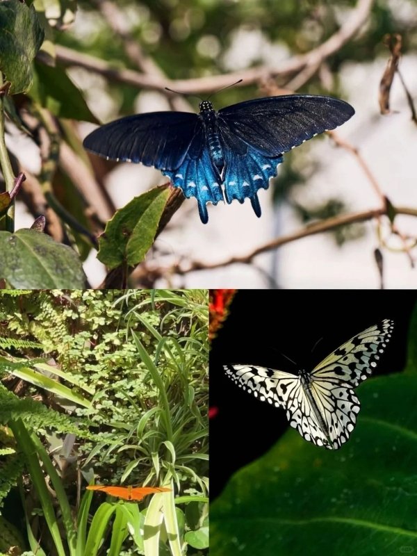 洛杉矶好去处|敲美蝴蝶🦋馆限时开放啦! 图 5