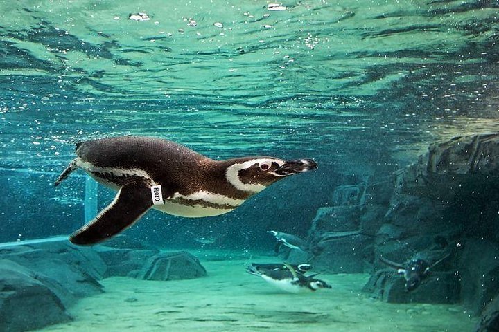 洛杉矶必打卡——太平洋水族馆 图 2