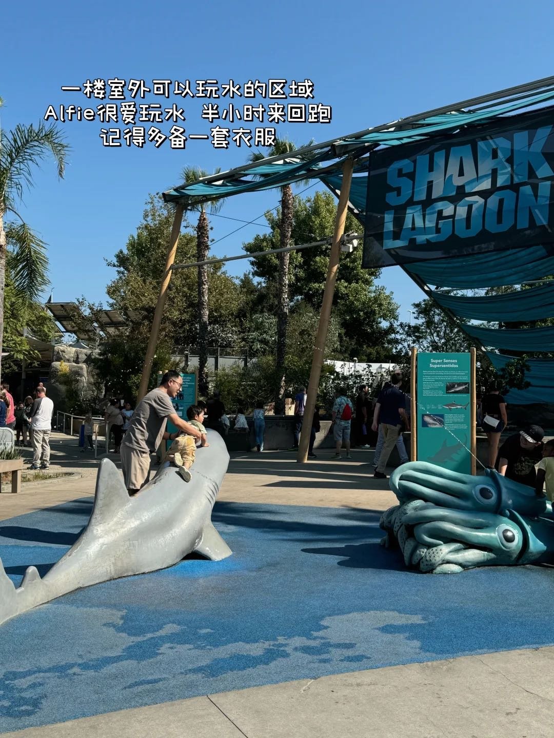 洛杉矶遛娃🦈可以玩水摸小鲨鱼的水族馆 图 5