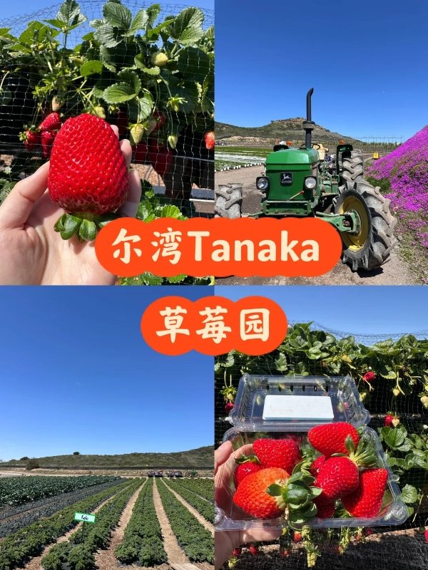 【尔湾亲子必去|Tanaka草莓园,实现草莓自由+田园启 图 2