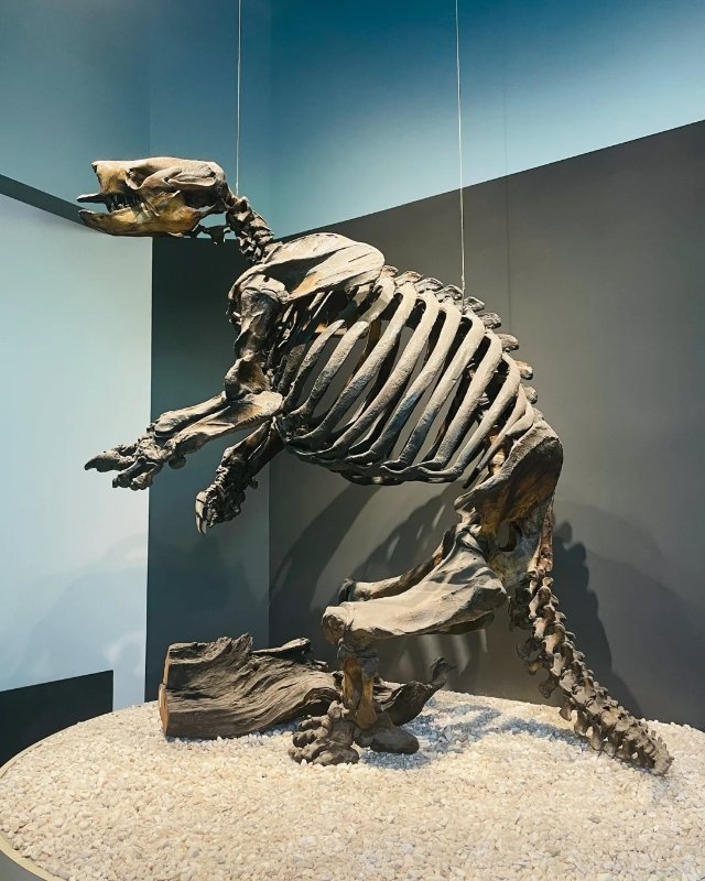 洛杉矶旅游必去!La Brea Tar Pits带你一秒 图 5