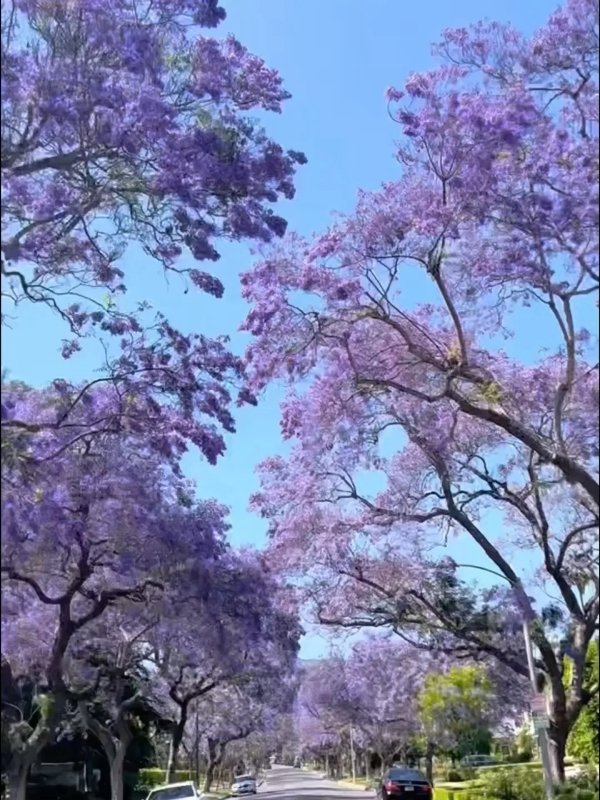 💜五六月限定|洛杉矶的蓝花楹季来了! 图 2