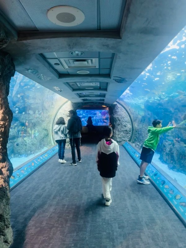 洛杉矶遛娃天堂🌊太平洋水族馆必冲! 图 1