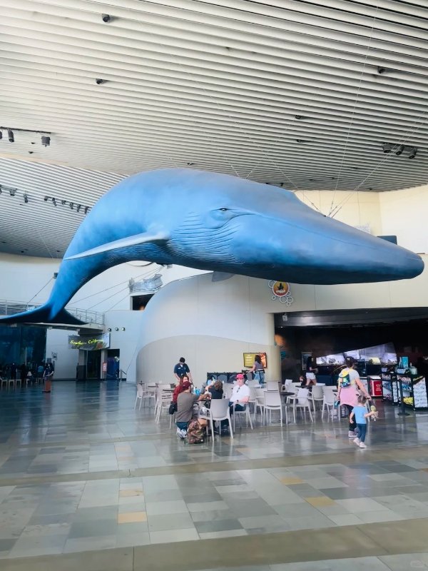 洛杉矶遛娃天堂🌊太平洋水族馆必冲! 图 2
