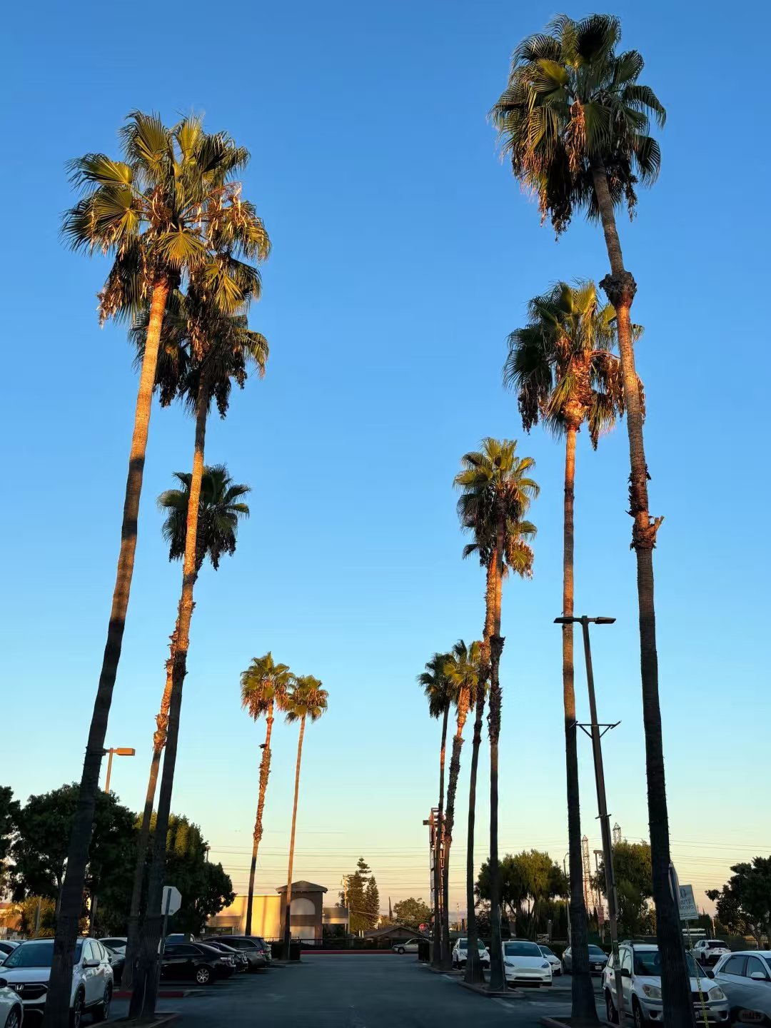 🌴洛杉矶10个免费景点|游玩攻略📝 图 2