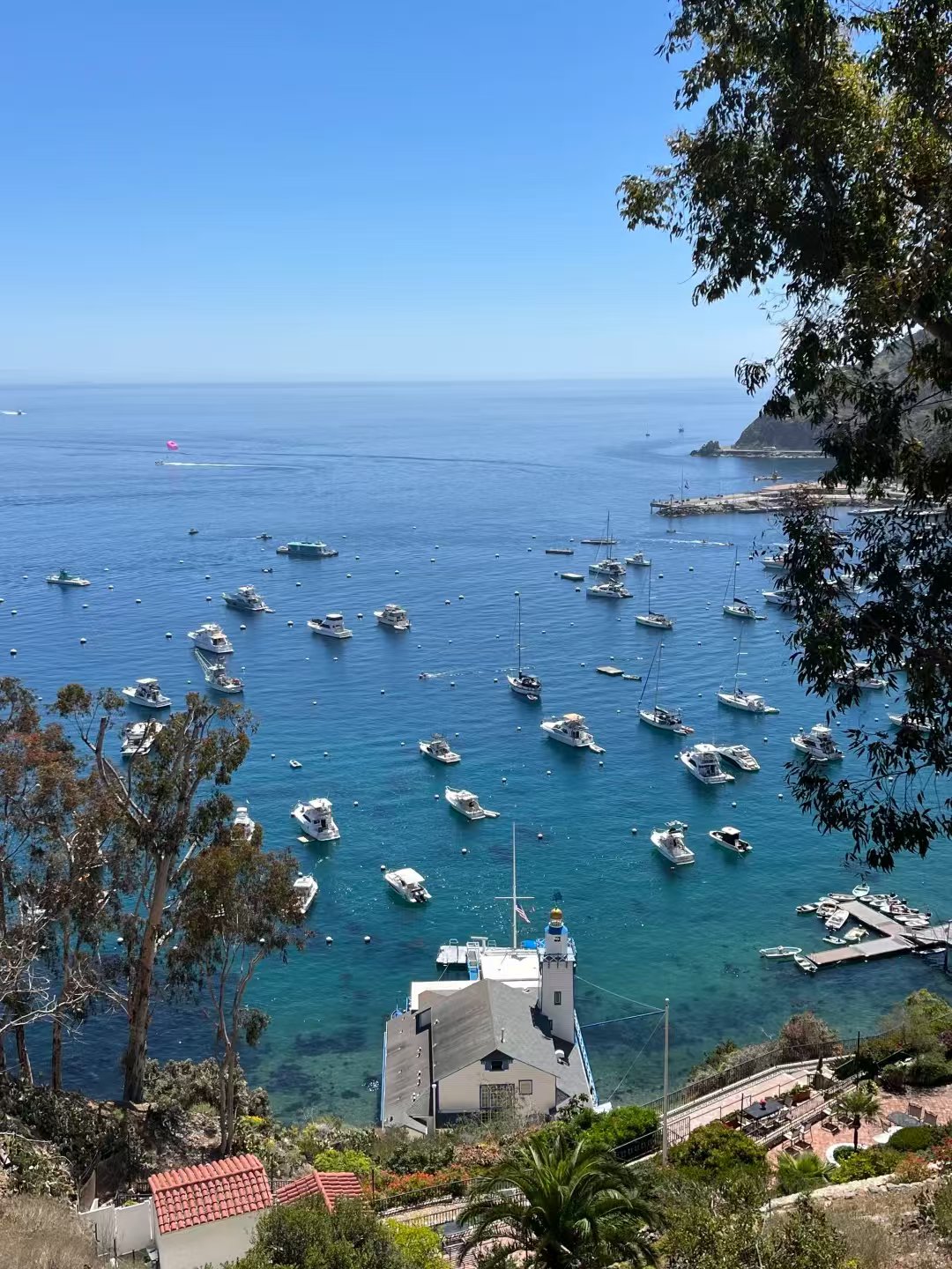 🌊LA周边游天花板!Catalina Island一 图 1