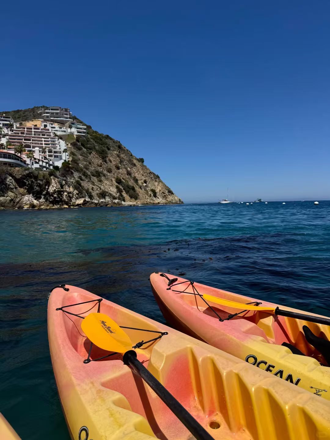 🌊LA周边游天花板!Catalina Island一 图 2