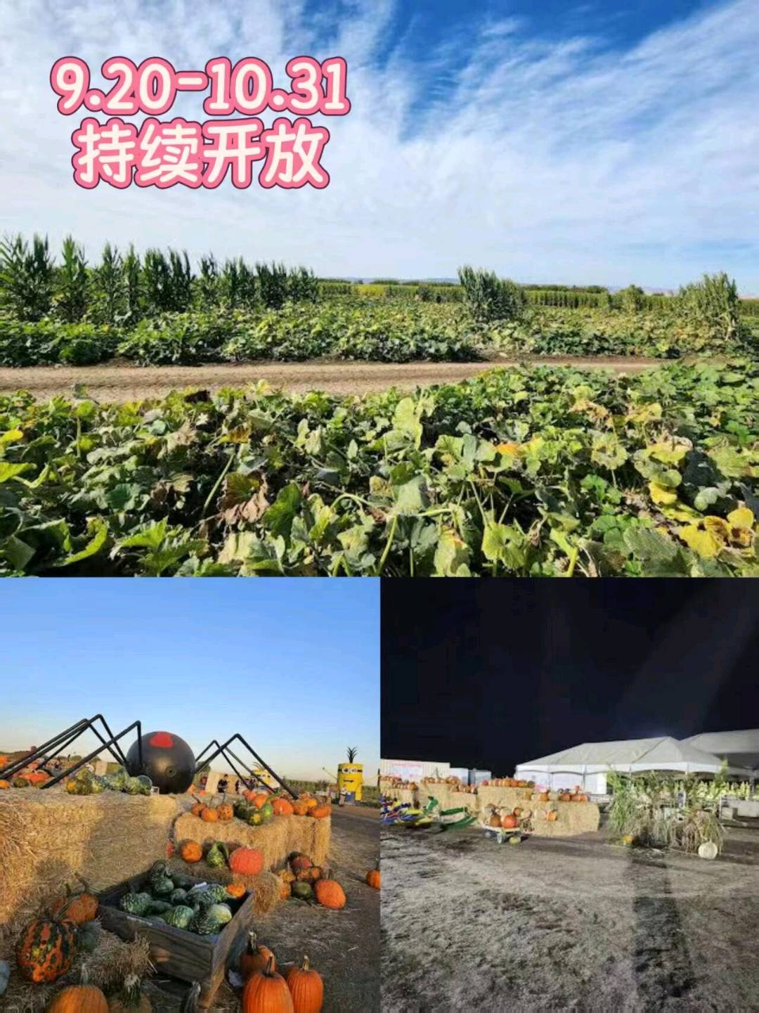 本周末!全球最大的玉米迷宫来啦~ 图 3