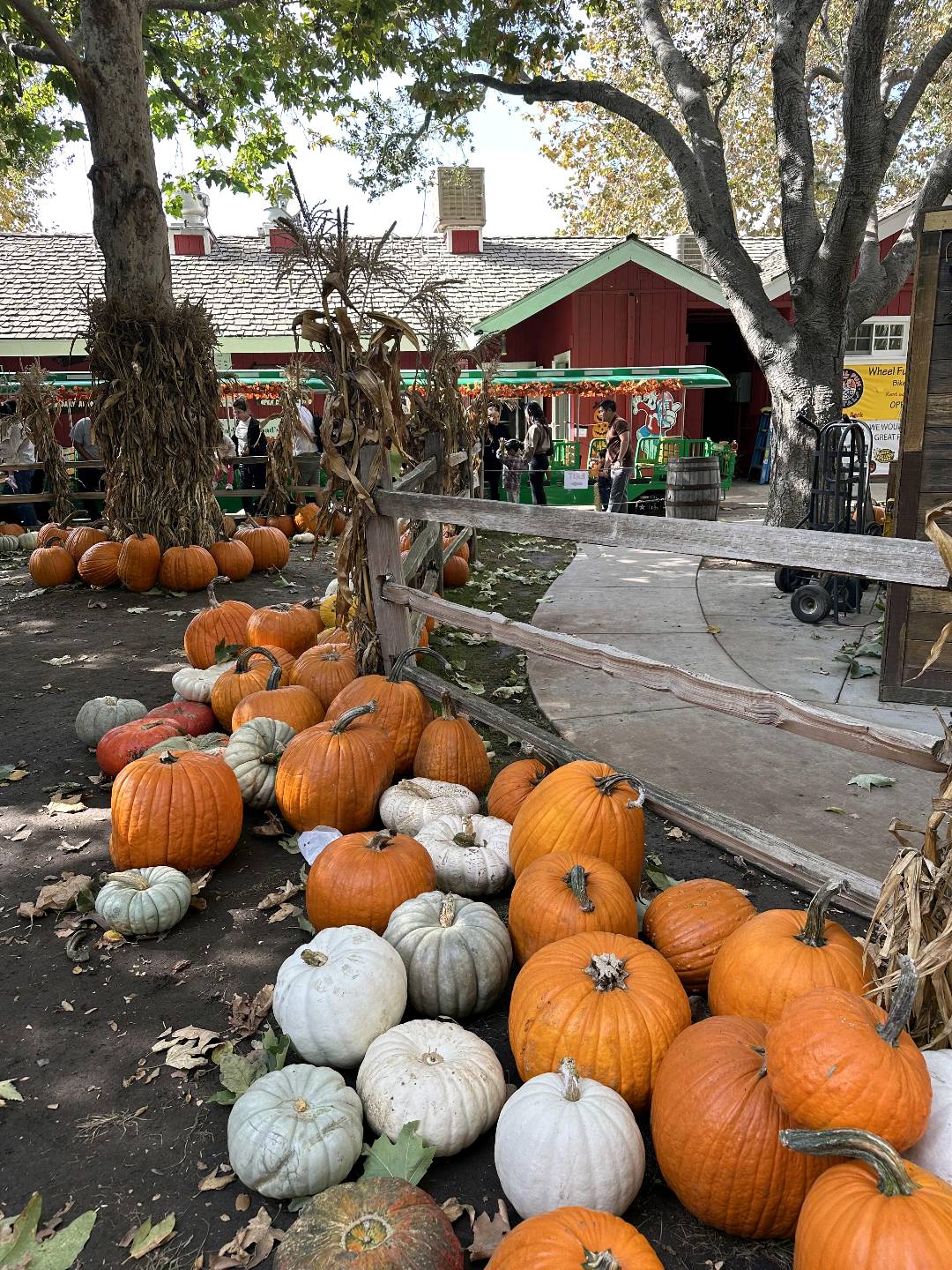 🇺🇸尔湾南瓜节🎃- Irvine Regional 图 4