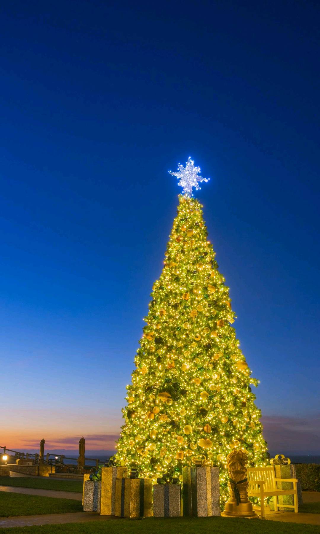蓝调下的海边圣诞树🎄加州一号公路✨✨ 图 1