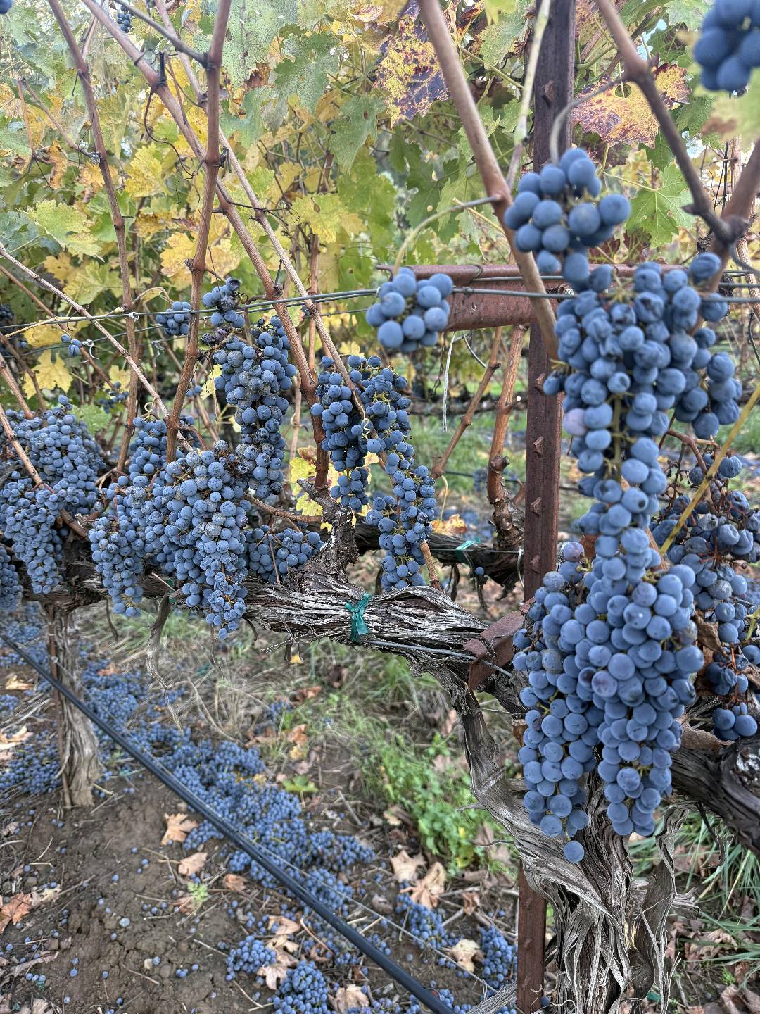 灣區天氣好的週末就該去Napa🍷酒莊摘葡萄🍇 图 1