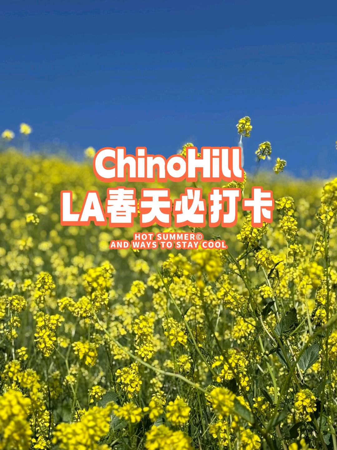 ChinoHill油菜花开🌼LA春天必打卡 图 1