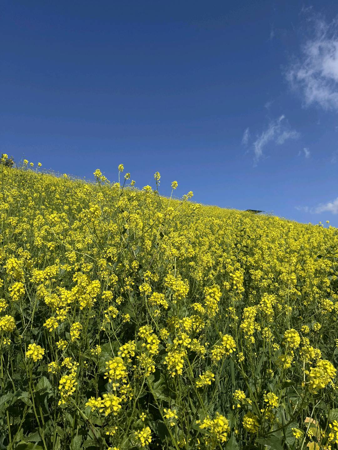 ChinoHill油菜花开🌼LA春天必打卡 图 4